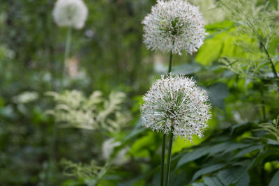 Close-up of flowering plant