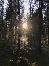 Sunlight streaming through trees in forest