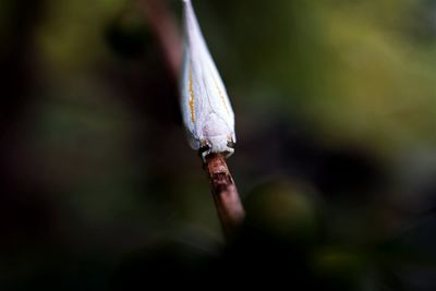 Close-up of flatid planthopper on a branch