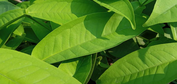 Full frame shot of leaves