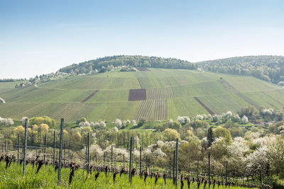 Scenic view of vineyard against sky