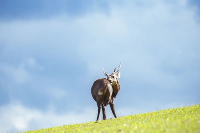 View of deer on field against sky