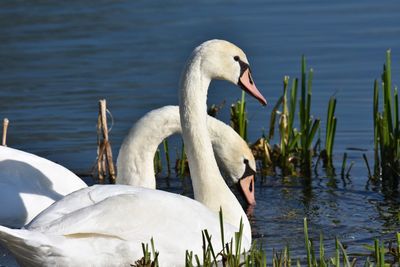 Close-up of swans in lake