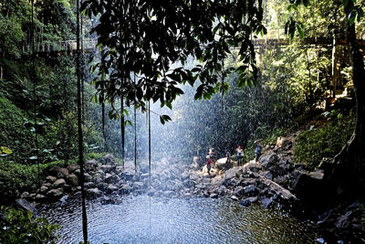 People in river by trees in forest