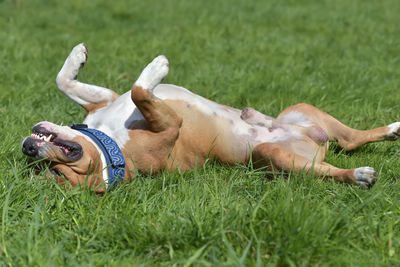 View of dogs relaxing on grass