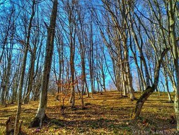 Bare trees on field against sky