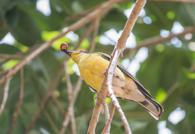 Close-up of bird perching on tree