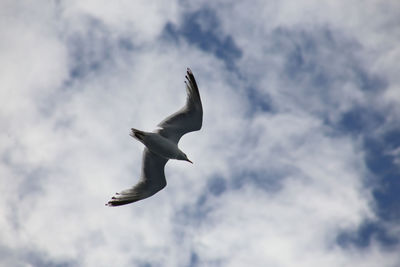 Low angle view of seagulls flying against sky