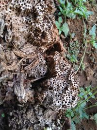 High angle view of a mushrooms