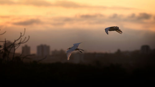 Bird flying in sky