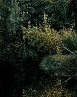 Scenic view of lake in forest