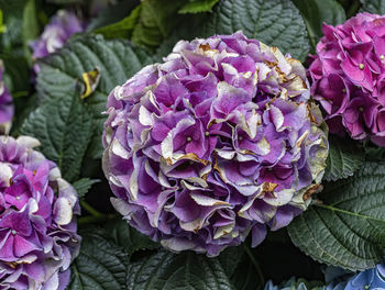 Close-up of purple flowering plant