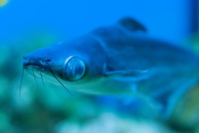 Close-up of fish swimming in sea