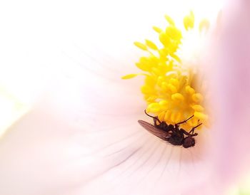 Close-up of insect on yellow flower