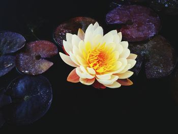 High angle view of water lilies in black background