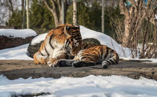 Tiger resting on snow covered landscape