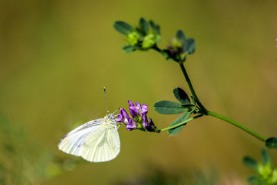 Cabbage white butterfly takes nectar from thistle blossom