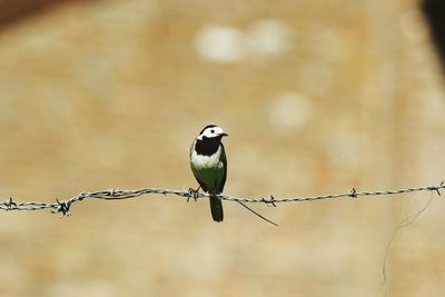 Close-up of bird perching on railing