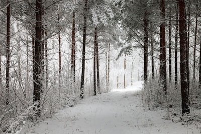 Trees in forest during winter