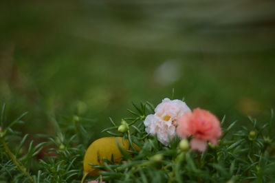 Close-up of flowering plant on field