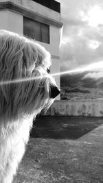 Close-up of dog against sky