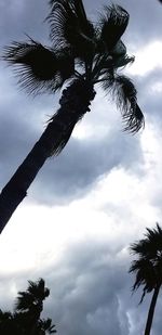 Low angle view of coconut palm tree against sky