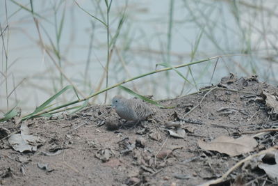 Close-up of a bird on land