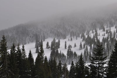 Panoramic view of trees in forest against sky