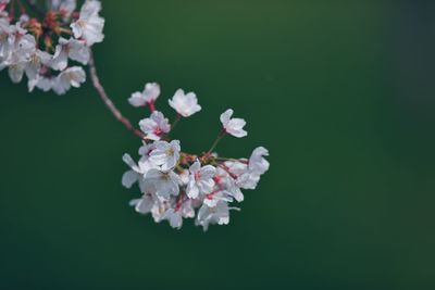 Close-up of cherry blossoms against white background