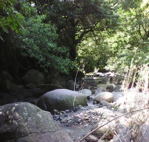 Stream flowing through forest