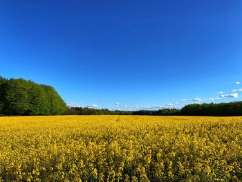 Yellow flowers growing on field against clear blue sky