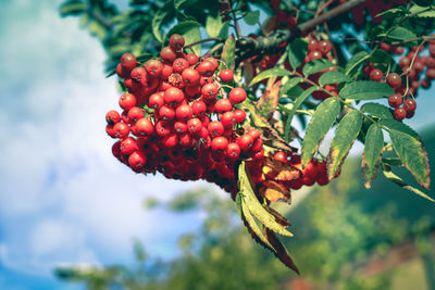 Close-up of red berries growing on tree