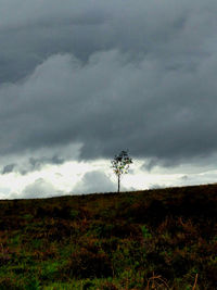 Tree on field against storm clouds