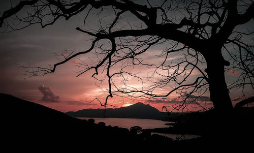 Silhouette of trees at sunset