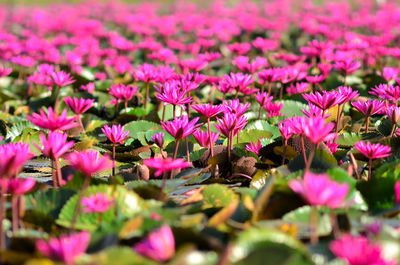 Close-up of pink flowering plants