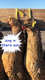 Low angle view of cat for sale