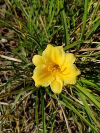 Close-up of yellow flower blooming in field