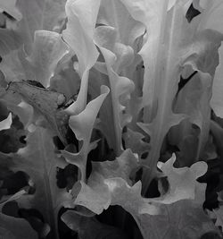 Full frame shot of leaf