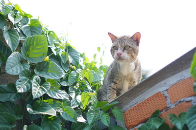 Low angle portrait of cat on tree