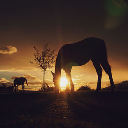 Silhouette horse on field against sky during sunset