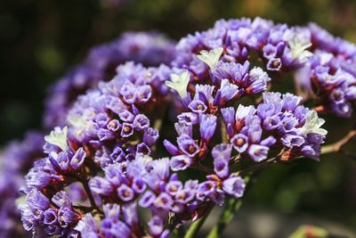 Close-up of purple flowers