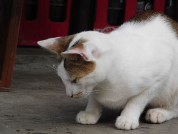 Close-up of a cat looking away