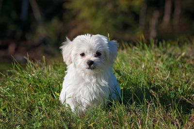 Portrait of white puppy on field