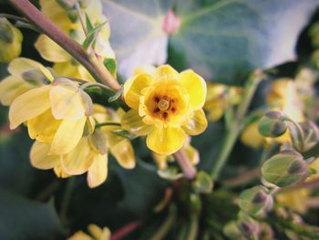 Close-up of yellow flowers blooming outdoors