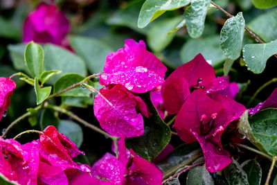 Close-up of wet purple flowering plant during rainy season