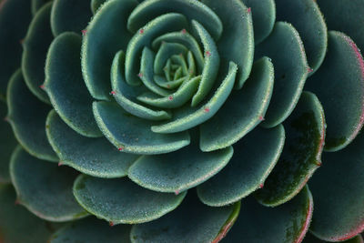 Full frame shot of succulent plant