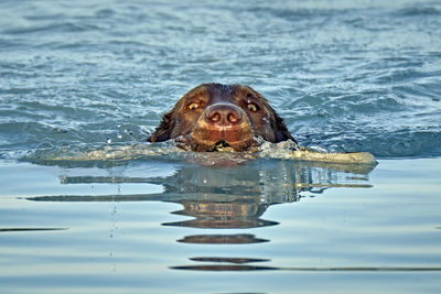 Portrait of dog swimming in pool