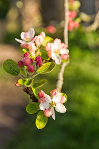 Close-up of pink flowering plant