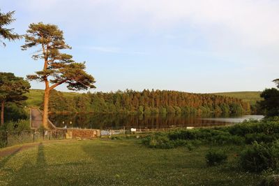 Scenic view of grass and trees against sky