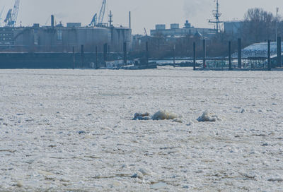 Sheep on snow covered city against sky